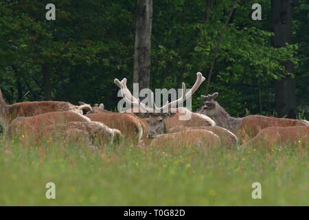 Flock of Deer stag with growing antler grazing the grass Stock Photo