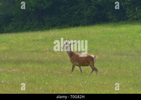 Flock of Deer stag with growing antler grazing the grass Stock Photo