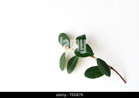 Minimalism. green feijoa branch on white background. Feijoa Acca sellowiana - Pineapple Guava, flatlay. Stock Photo