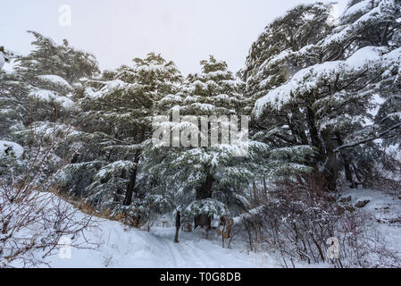 Preserved Cedar trees from the Tannourine reserve forest are covered by the fresh winter snow and create a seasonal landscape, in Lebanon. Stock Photo