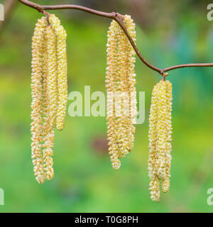 A macro shot of some hazel tree catkins. Stock Photo