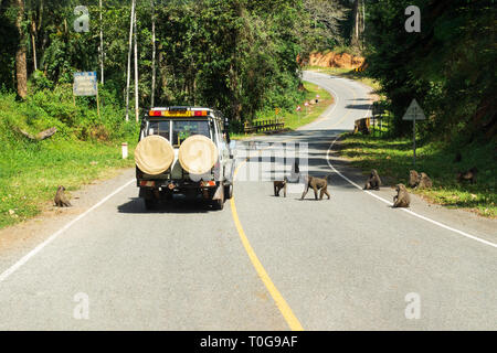 A passing tourist vehicle attracts a troupe of olive baboons (Papio anubis) in Kibale Forest National Park, South West Uganda, East Africa