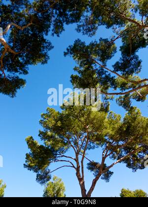 Pine Trees in the Mediterranean against a deep blue sky on a sunny day Stock Photo