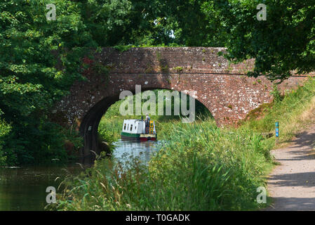 Canal boat making its way past East Manley Bridge on the Grand Western Canal  in Devon, England on a bright summers day Stock Photo