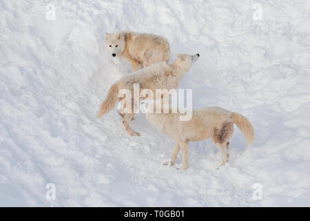Three wild alaskan tundra wolves are playing on white snow. Canis lupus arctos. Polar wolf or white wolf. Animals in wildlife. Stock Photo