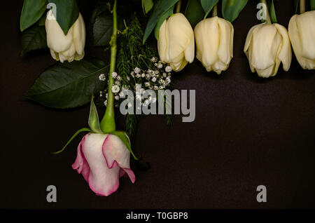 Laid on top of white tulips,a single rosebud, small bouquet of gypsophila with coniferous twig on black background Stock Photo