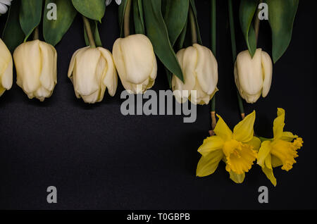 A group of two yellow daffodils, white tulips with large leaves lie on top of a black background. Stock Photo