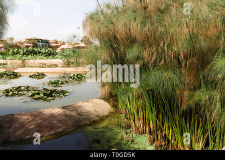 cyperus papyrus green plant as background abstract.. Stock Photo