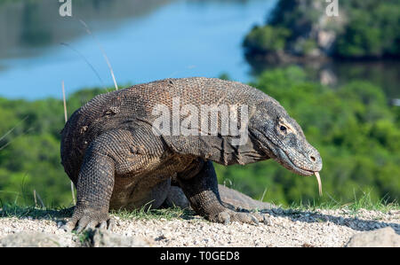 Komodo dragon with stuck out his forked tongue sniff air. Scientific ...