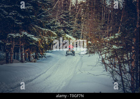 A young man on a snowmobile rides through the woods. Winter walks through the woods. Stock Photo