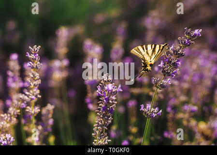 Butterfly on Blooming Lavender Field Closeup Stock Photo