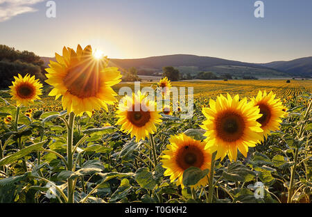 Sunset over the field of sunflowers against a cloudy sky. Beautiful summer landscape. Stock Photo