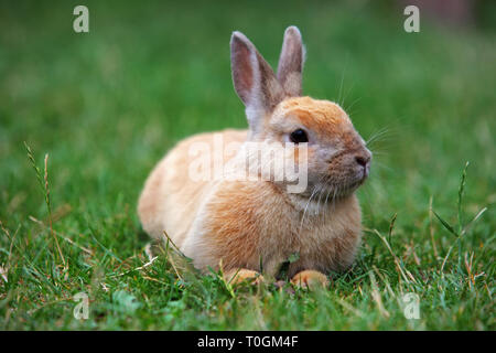 Rabbit on green nature, outdoor Stock Photo