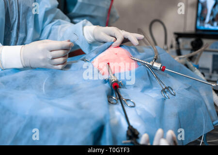 Vet doing the operation for sterilization. The cat on the operating table in a veterinary clinic. Cat in a veterinary surgery , the uterus and ovaries Stock Photo