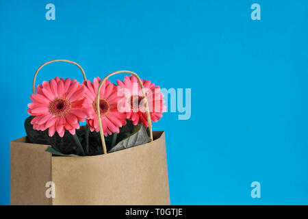 Coral gerbera daisy flowers and craft papper bag on blue paper background with copy-space Stock Photo