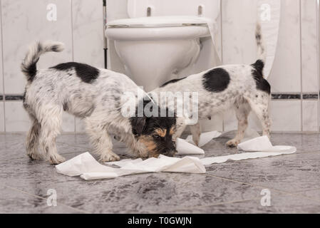 Twos dogs making mess - chaos jack russell terrier in the bathroom Stock Photo