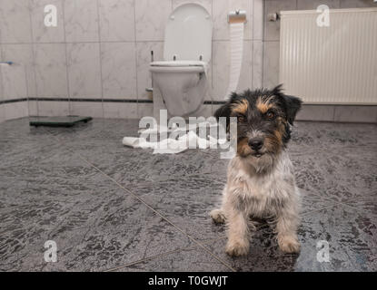 Little tricolor dog making mess - chaos jack russell terrier in the bathroom Stock Photo