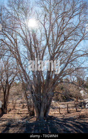 Backlit Fremont cottonwood trees against clear blue winter sky; Vandaveer Ranch; Salida; Colorado; USA Stock Photo