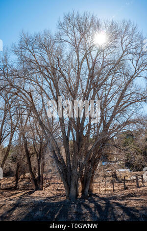 Backlit Fremont cottonwood trees against clear blue winter sky; Vandaveer Ranch; Salida; Colorado; USA Stock Photo