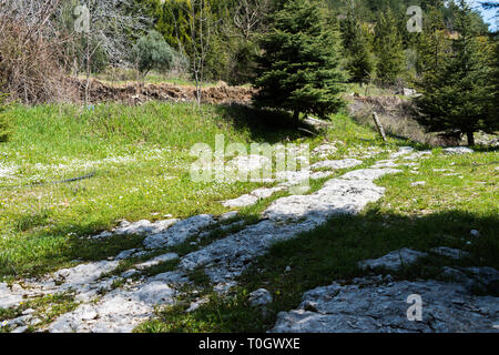 this is a capture for a landscape in Lebanon with a beautiful green trees and lovely blue sky with some cloud that make some nice texture Stock Photo