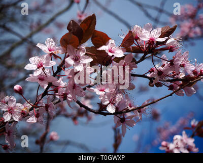Closeup of pink cherry blossom in spring with a blue sky background Stock Photo