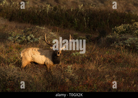 An elk bellows out his bugling call during the rut Stock Photo