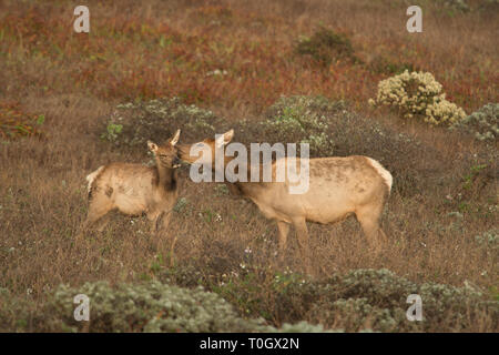 A mother elk tends to her calf with a friendly lick Stock Photo