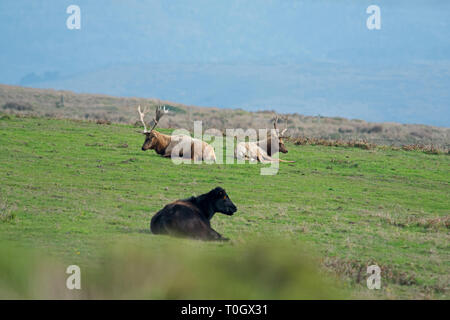 A pair of elk rest in a pasture with a domestic cow on a ranch near Drakes Bay Stock Photo