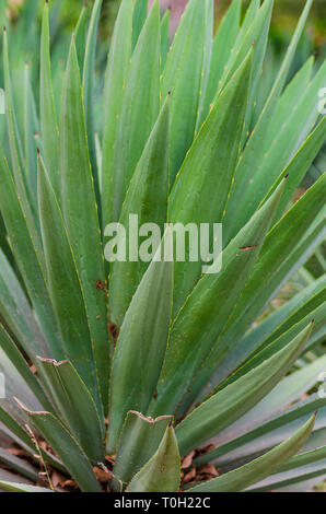 Green leaves of Agave Plant Stock Photo