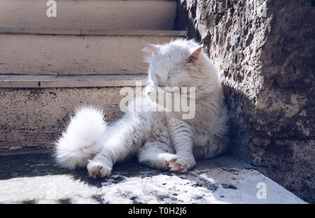 Cute cat washing itself on the street. Cat cleaning himself in the street, under the sun. He is against a nice old stone wall. Street cat being lazy.  Stock Photo