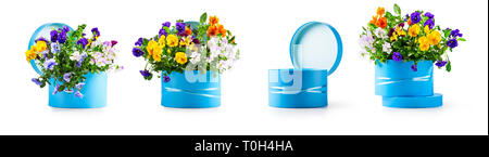 Blue gift box with pansy flowers collection isolated on white background. Spring garden viola tricolor design elements banner as holiday present, east Stock Photo