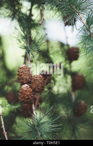 Pine cones and twigs, evergreen plant. Natural environment, sustainability Stock Photo