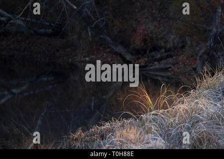 Small tufts of Autumn frosted grass lit by warm sunshine on the edge of a small woodland pond. Stock Photo