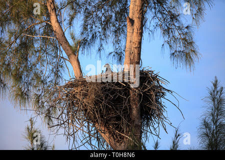 Baby bald eaglet Haliaeetus leucocephalus in a nest on Marco Island, Florida in the winter. Stock Photo