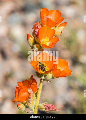 Bee on an Orange Mallow Flower Stock Photo