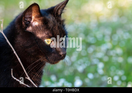 black adult domestic cat sitting in grass. suitable for animal, pet and wildlife themes Stock Photo