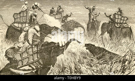 Hunters mounted on elephants, during tiger hunt in India Stock Photo