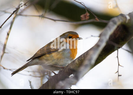 close up of european Robin on a branch Stock Photo