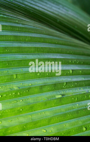 Macro close-up of Johannesteijsmannia altifrons palm's green wet leaf, abstract full frame natural texture background. Stock Photo