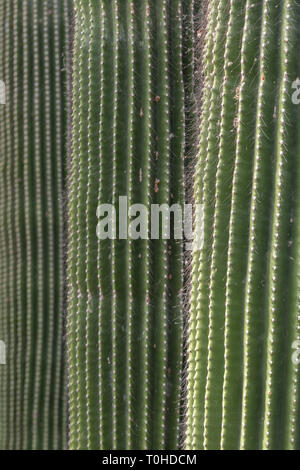 Full frame photo of three spiky Neobuxbaumia polylopha cacti, focused on the closest. Stock Photo
