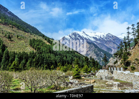 bridge, Harsil, Uttarakhand, India, Asia Stock Photo - Alamy