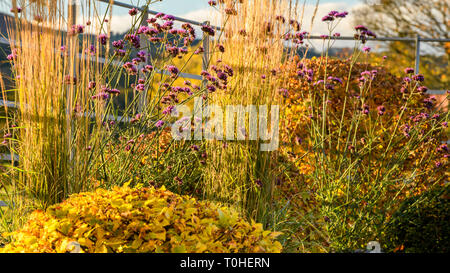 Autumn colour in corner of beautiful private garden - stylish, contemporary design, landscaping & planting on border (rural Yorkshire, England, UK) Stock Photo
