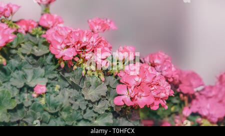 Large shrub of two-color pink geranium with flowers and buds. Close-up. Toned Stock Photo