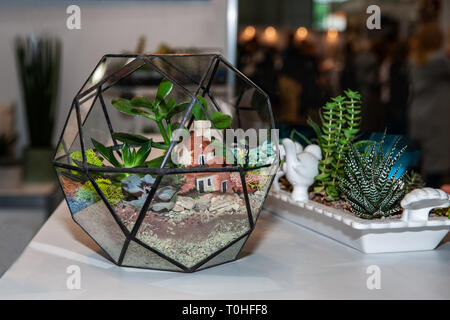 Glass sphere for growing small succulents at home. Home plants. Art. Stock Photo