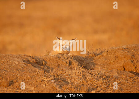 Desert Fox, Little Rann of Kutch, Patdi village, Gujarat, India, Asia Stock Photo