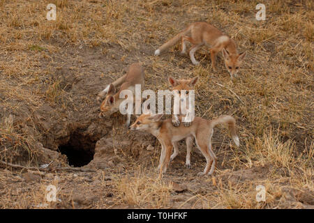 Desert Fox, Little Rann of Kutch, Patdi village, Gujarat, India, Asia Stock Photo