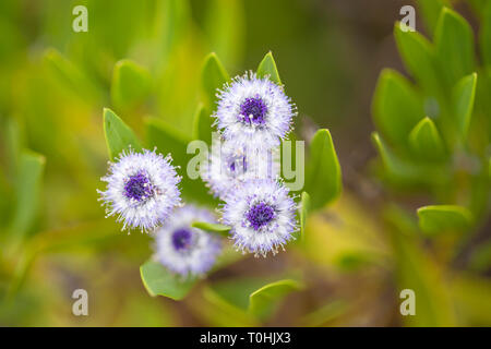 Flora of Gran Canaria - Globularia sarcophylla, rare plant endemic to Gran Canaria Stock Photo