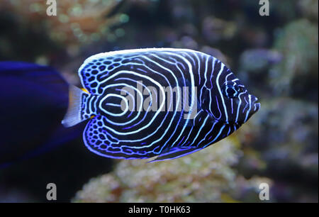 Close-up view of a Juvenile Emperor angelfish (Pomacanthus imperator) Stock Photo