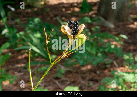 A close-up of two  Iris seed pods, one open, with black seeds, and one still closed. Stock Photo