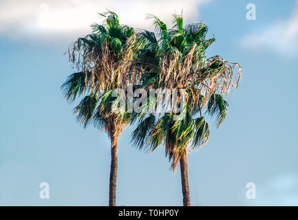 Two tropical and exotic palm trees isolated on blue sky background with clouds Stock Photo